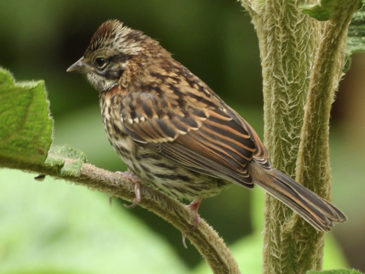 Rufous-collared Sparrow - ML641090838