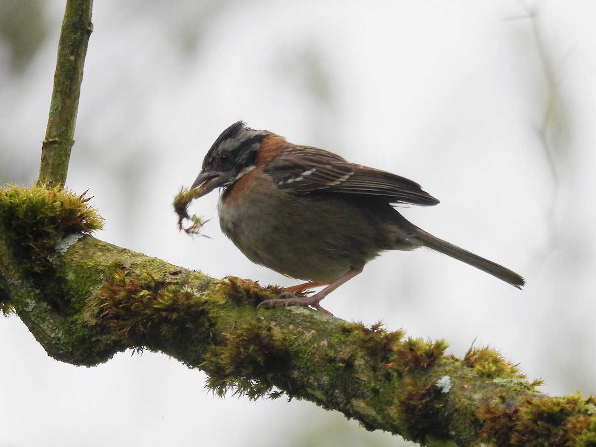 Rufous-collared Sparrow - ML641090839
