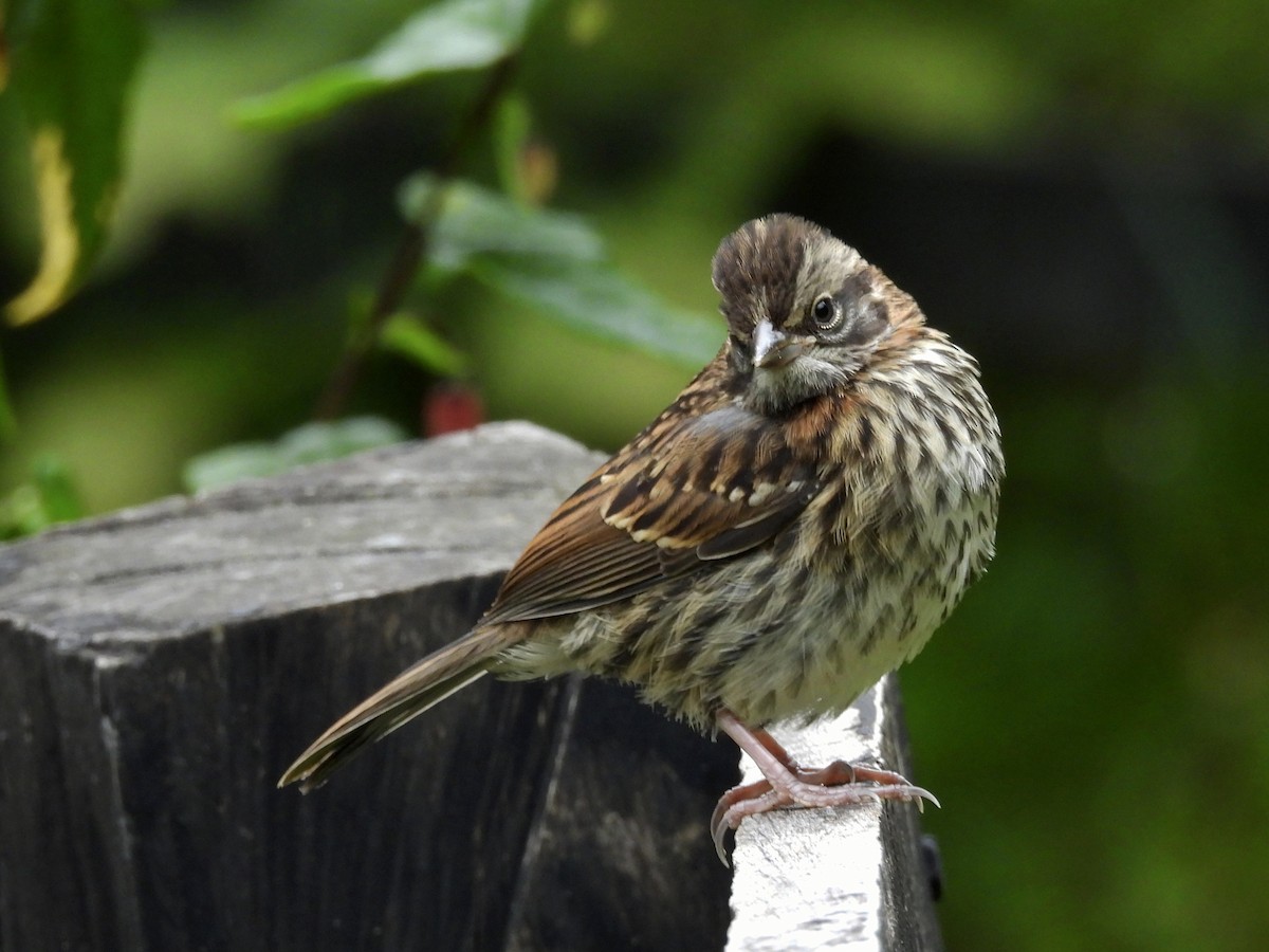 Rufous-collared Sparrow - ML641090840