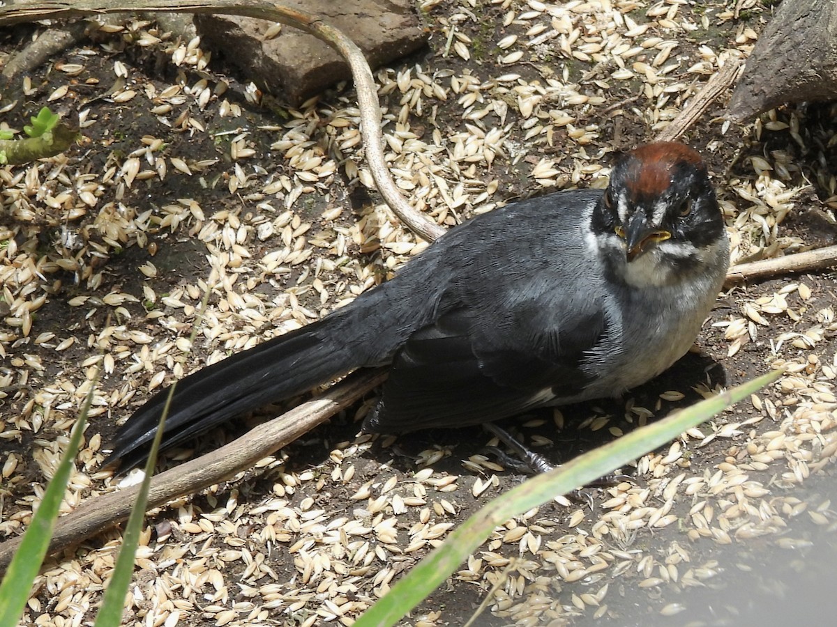 Northern Slaty Brushfinch - ML641090845