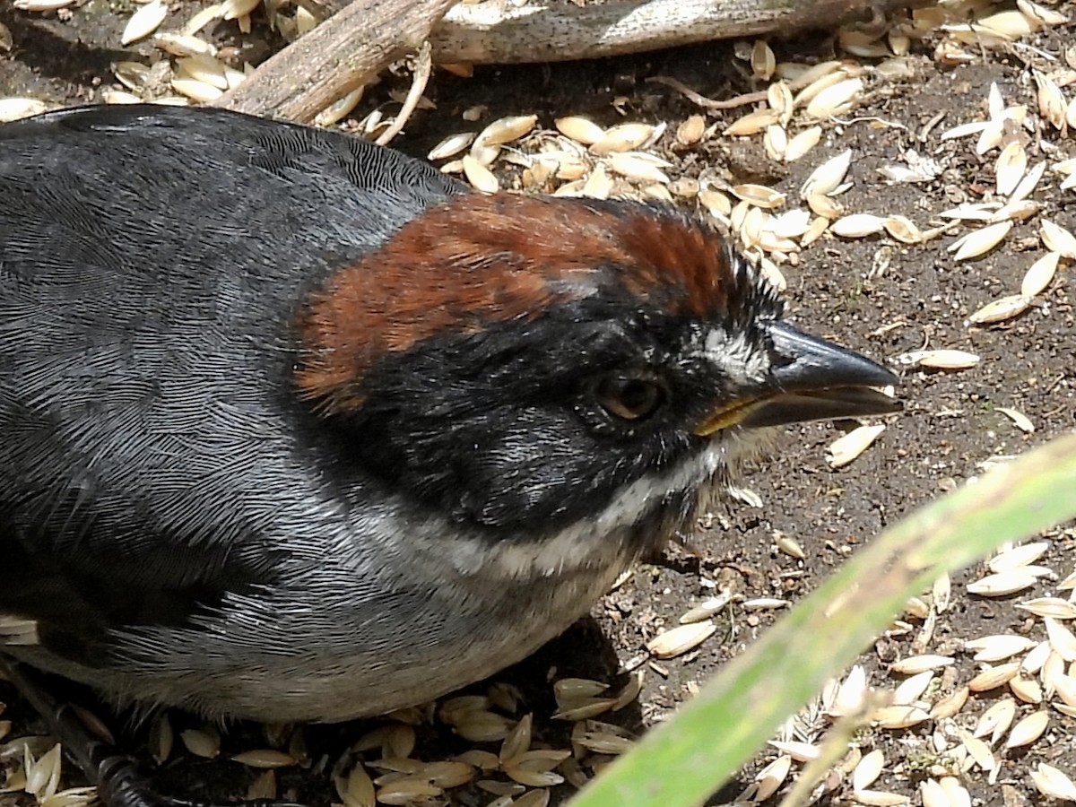 Northern Slaty Brushfinch - ML641090846