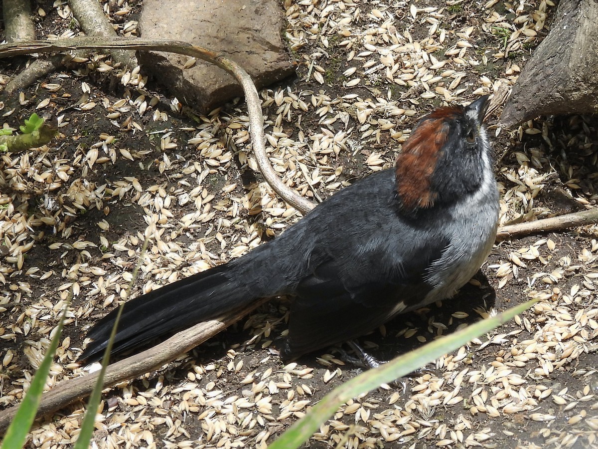 Northern Slaty Brushfinch - ML641090847
