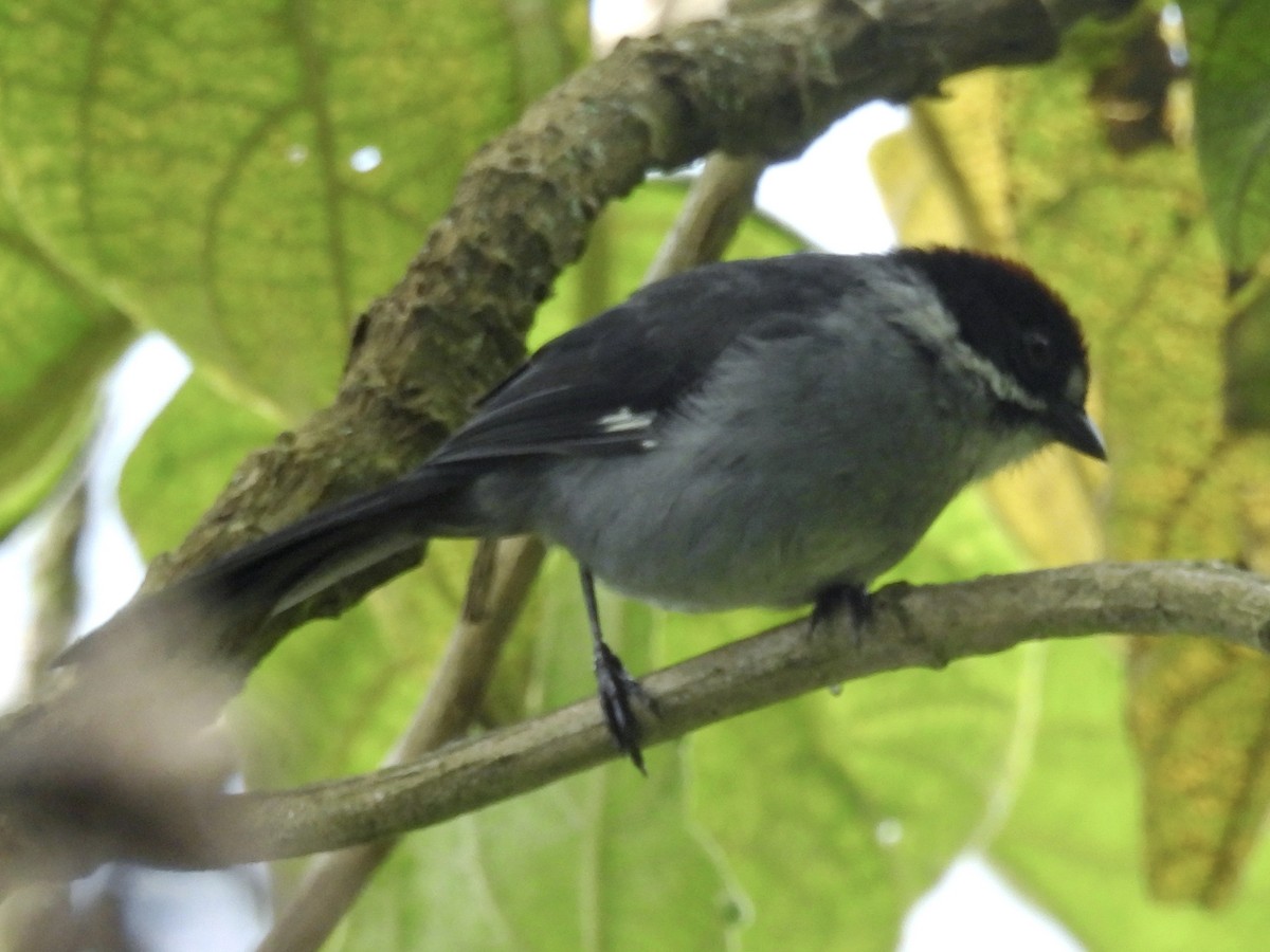 Northern Slaty Brushfinch - ML641090849