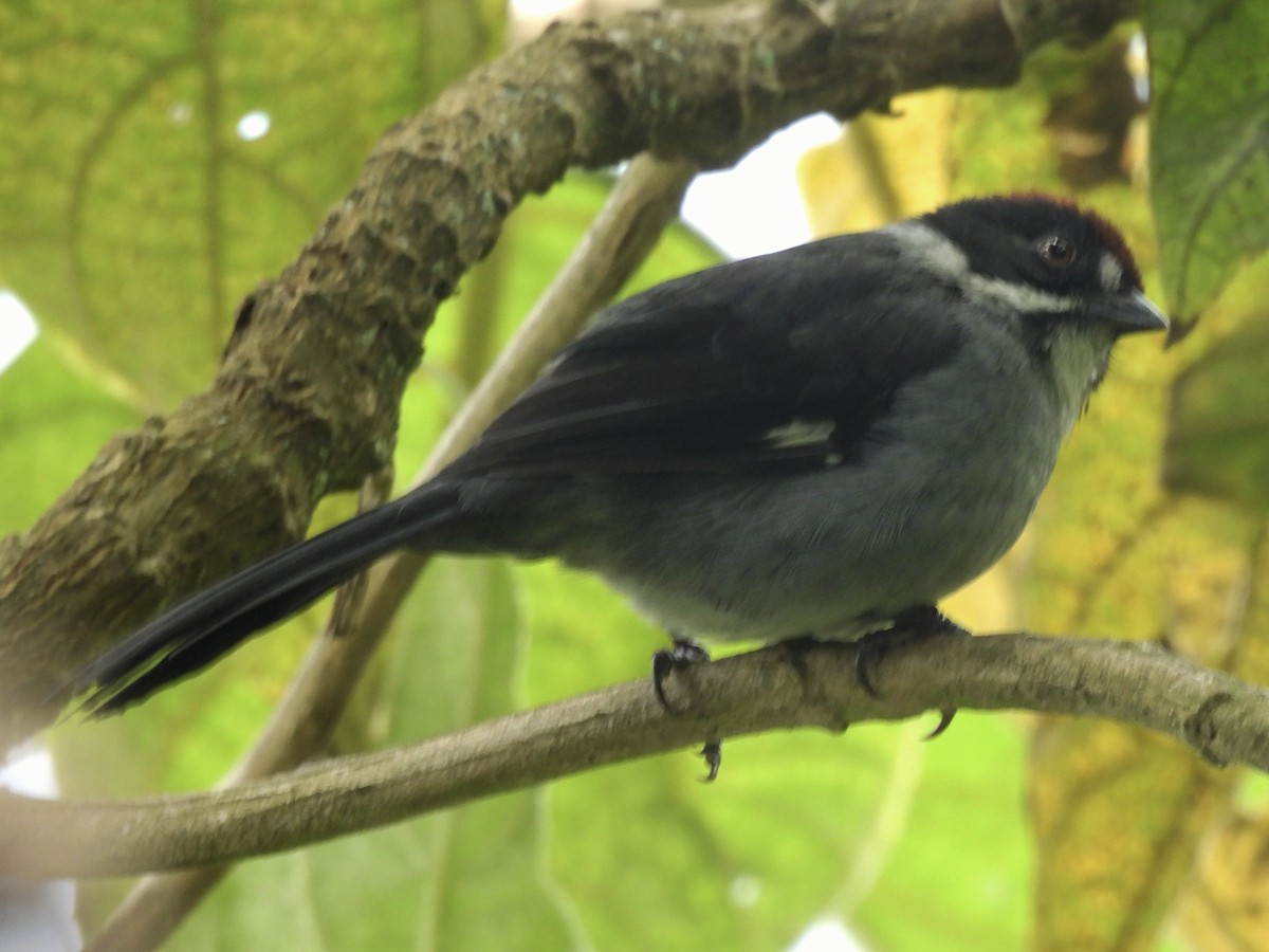 Northern Slaty Brushfinch - ML641090851
