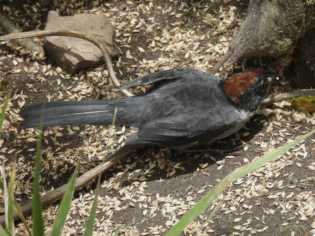Northern Slaty Brushfinch - ML641090852