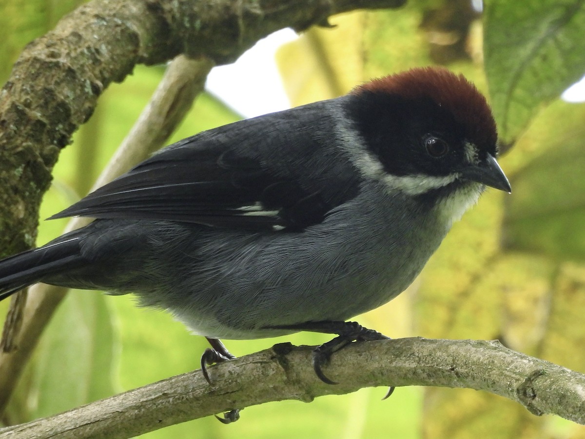 Northern Slaty Brushfinch - ML641090854