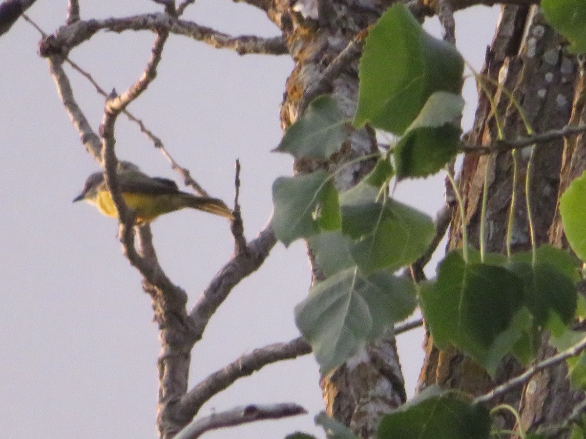 Couch's Kingbird - ML641090862