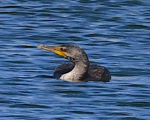 Double-crested Cormorant - ML641090880