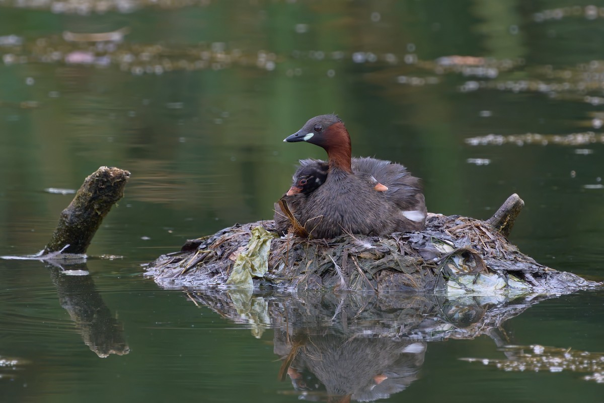 Little Grebe - ML641090909
