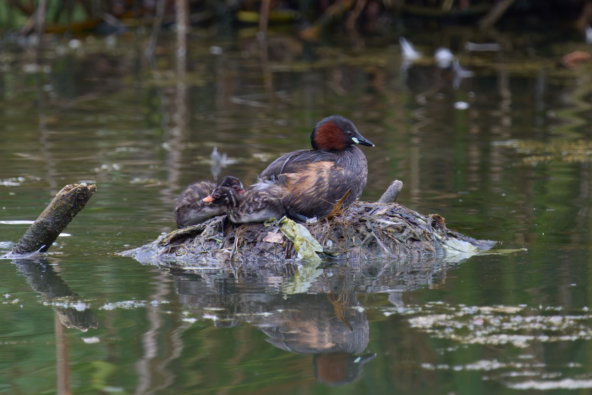 Little Grebe - ML641090910