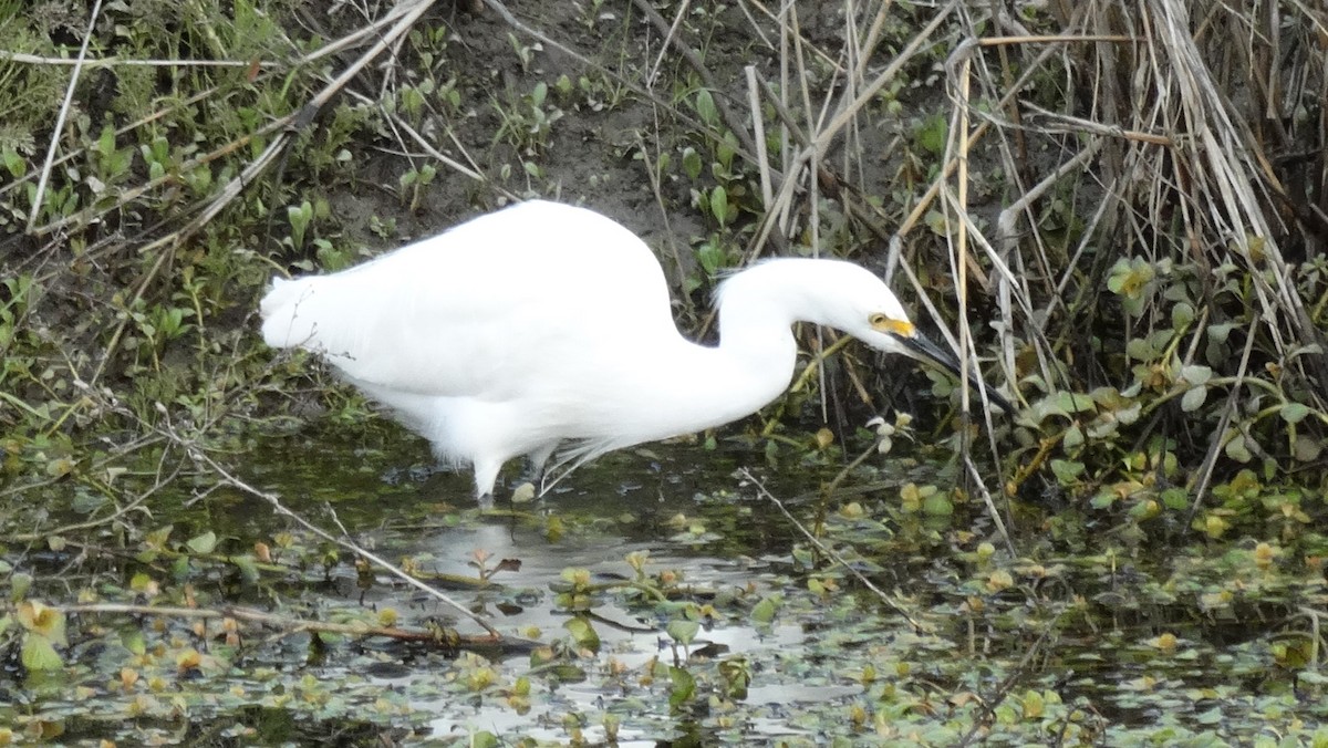 Чепура американська - ML641090944