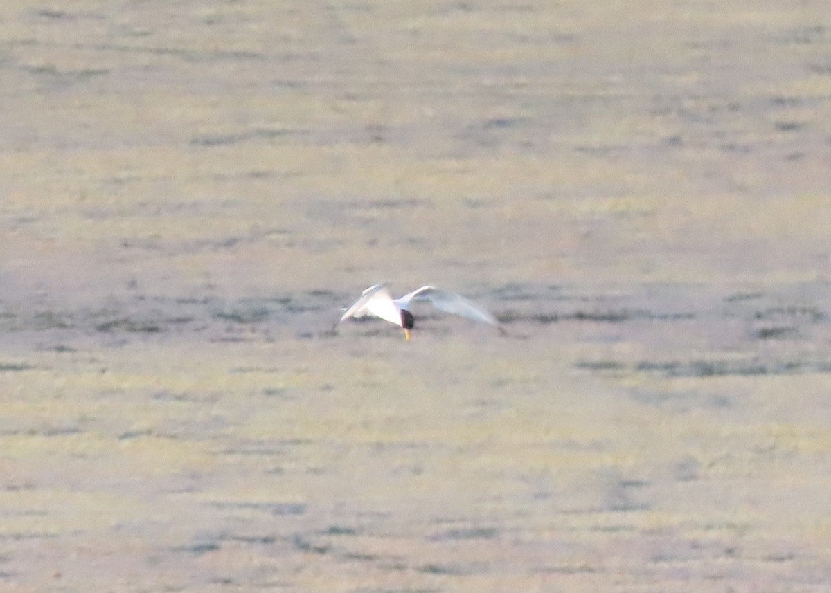 Forster's Tern - ML641090947