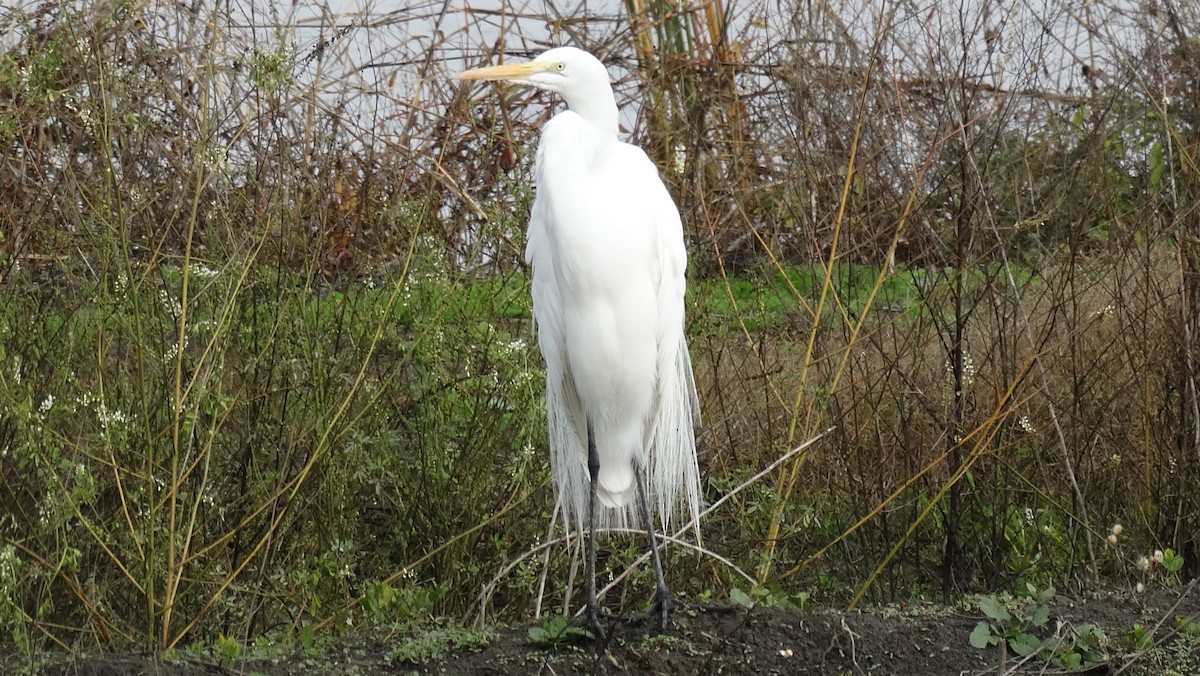 Чапля велика - ML641090958