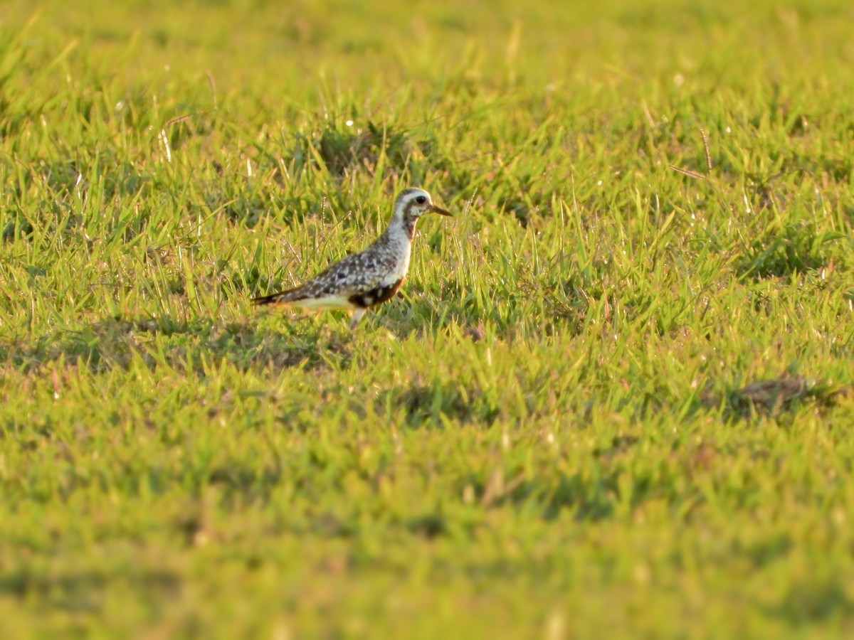 kulík hnědokřídlý - ML641090979