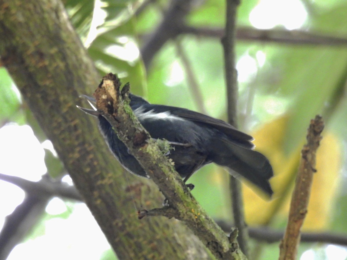 White-sided Flowerpiercer - ML641090998