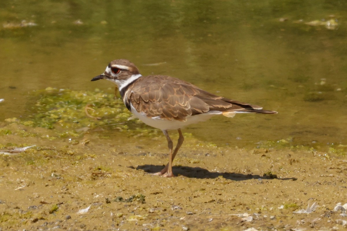 Killdeer - ML641091000