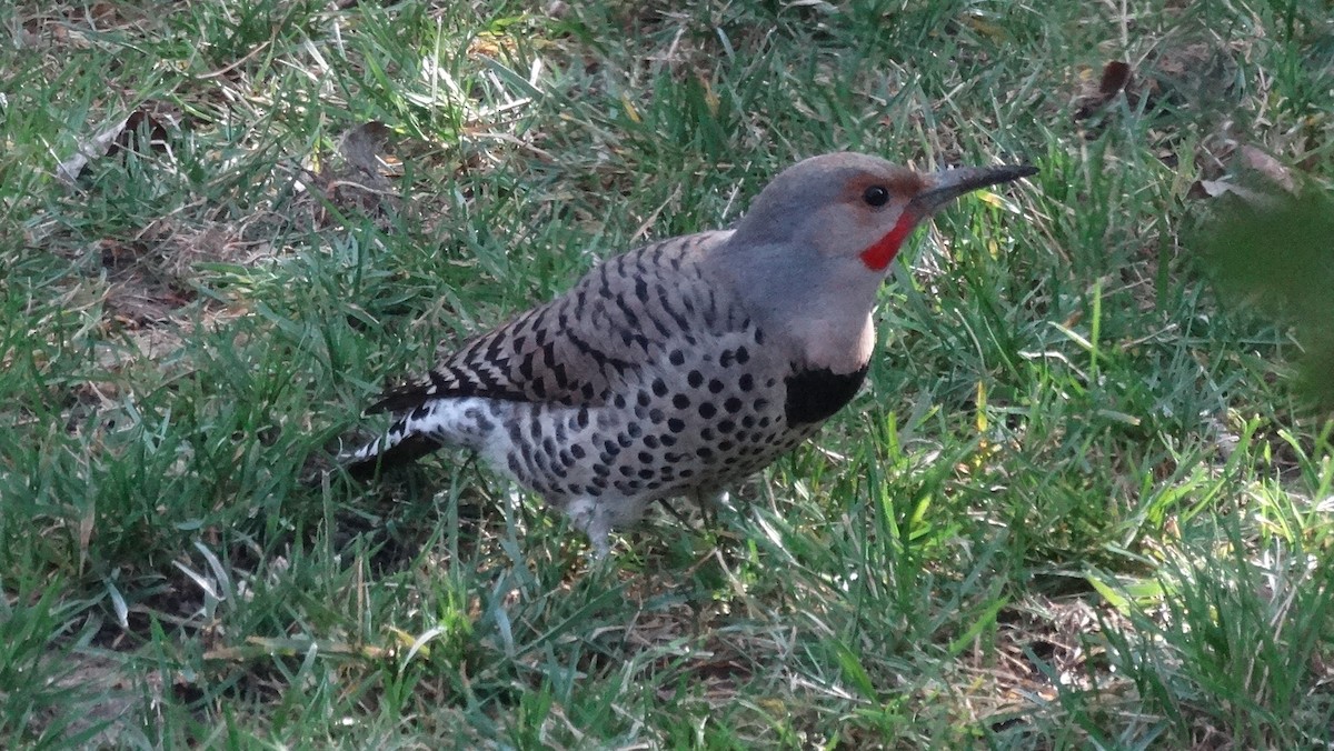 Northern Flicker - ML641091018