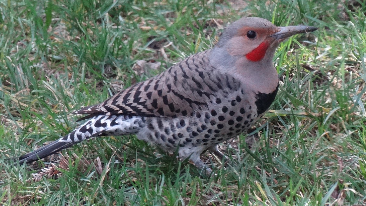 Northern Flicker - ML641091019
