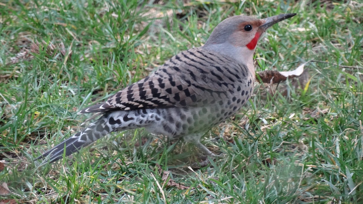 Northern Flicker - ML641091020