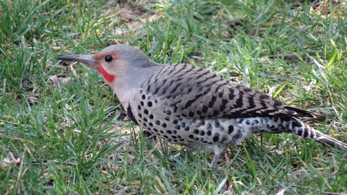 Northern Flicker - ML641091021
