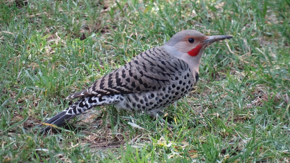 Northern Flicker - ML641091022