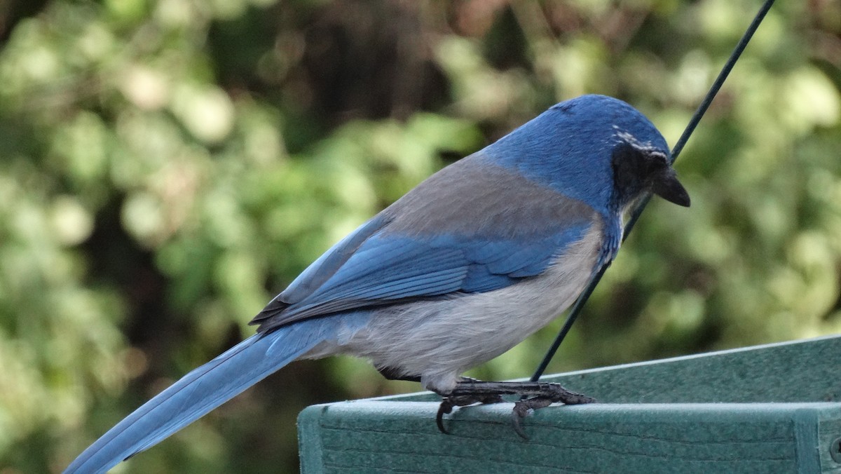 Сойка каліфорнійська - ML641091033