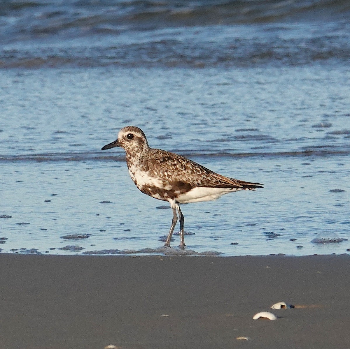 Black-bellied Plover - ML641091055