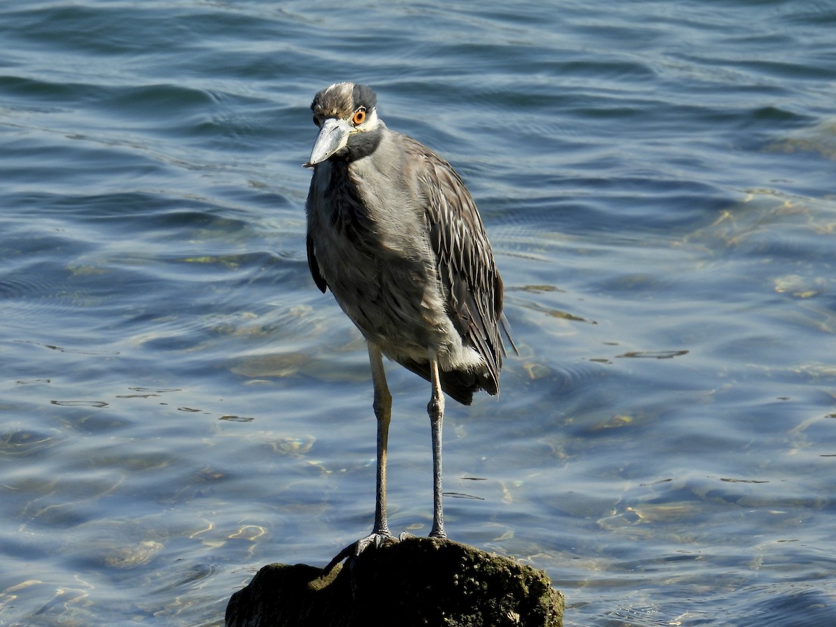 Yellow-crowned Night Heron - ML641091060