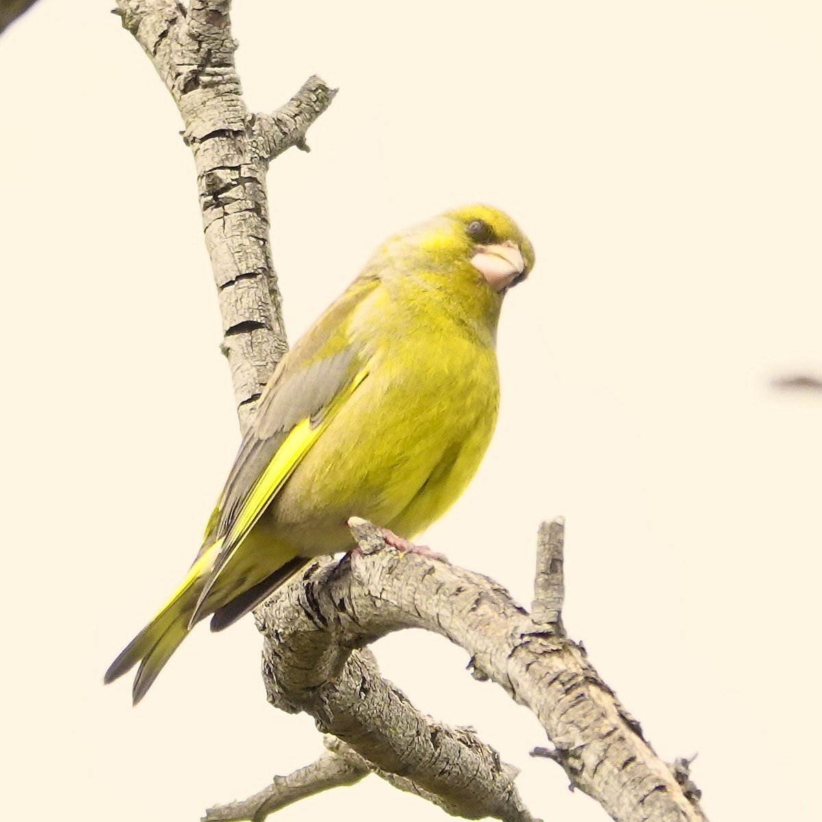 Txorru arrunta - ML641091078