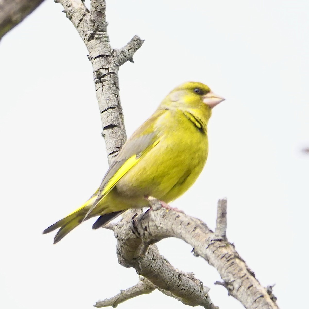 Txorru arrunta - ML641091079