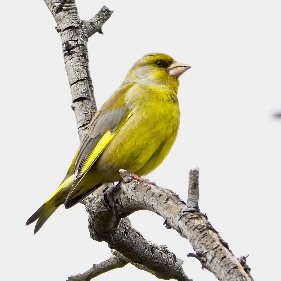 Txorru arrunta - ML641091080