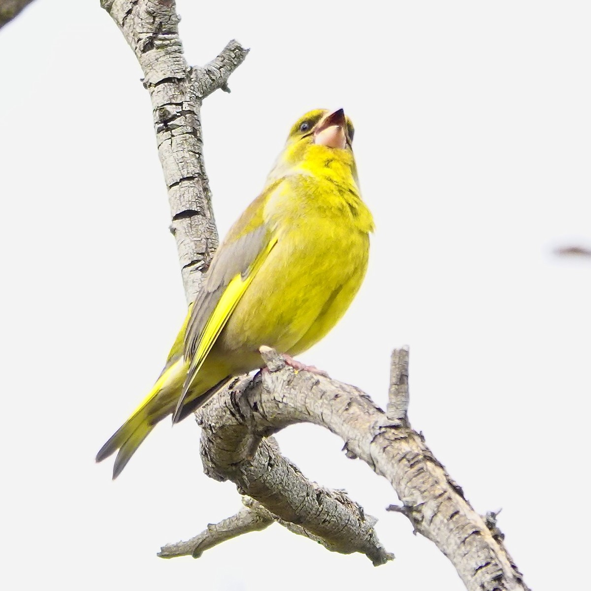 Txorru arrunta - ML641091083