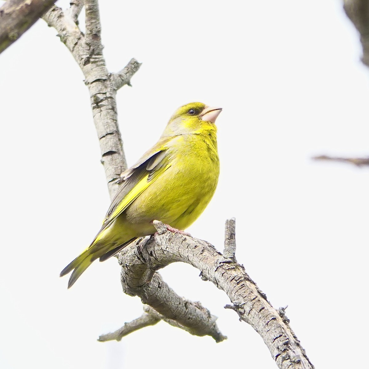 Txorru arrunta - ML641091084