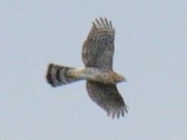 Cooper's Hawk - ML641091092