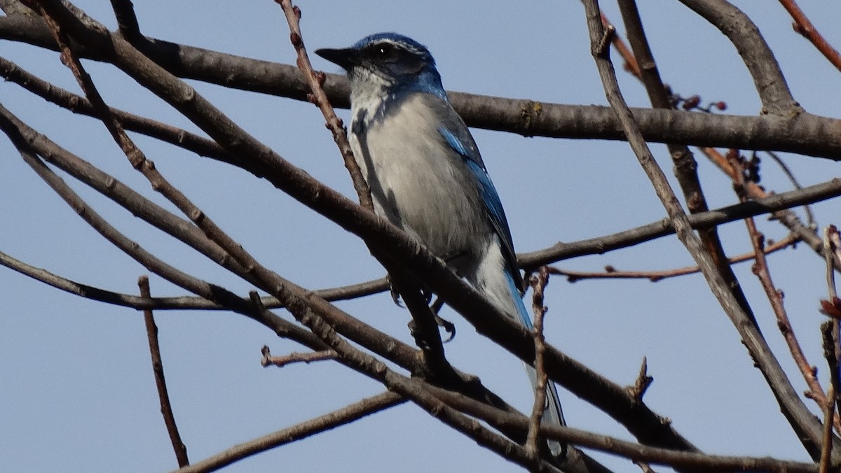 Сойка каліфорнійська - ML641091099