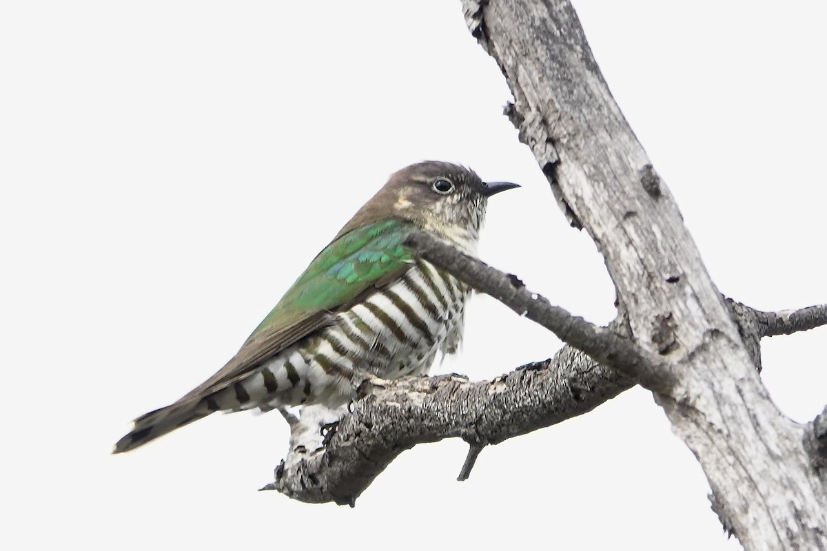 Shining Bronze-Cuckoo - ML641091104