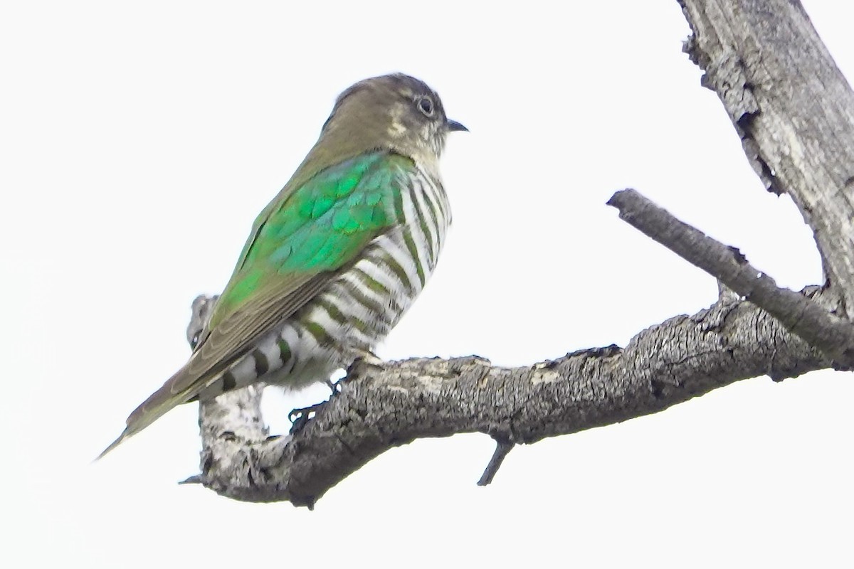 Shining Bronze-Cuckoo - ML641091105
