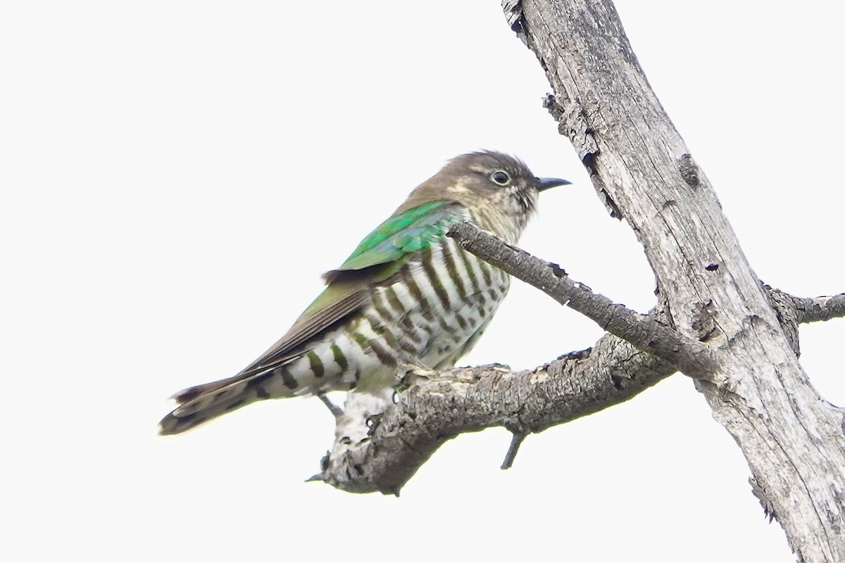 Shining Bronze-Cuckoo - ML641091106
