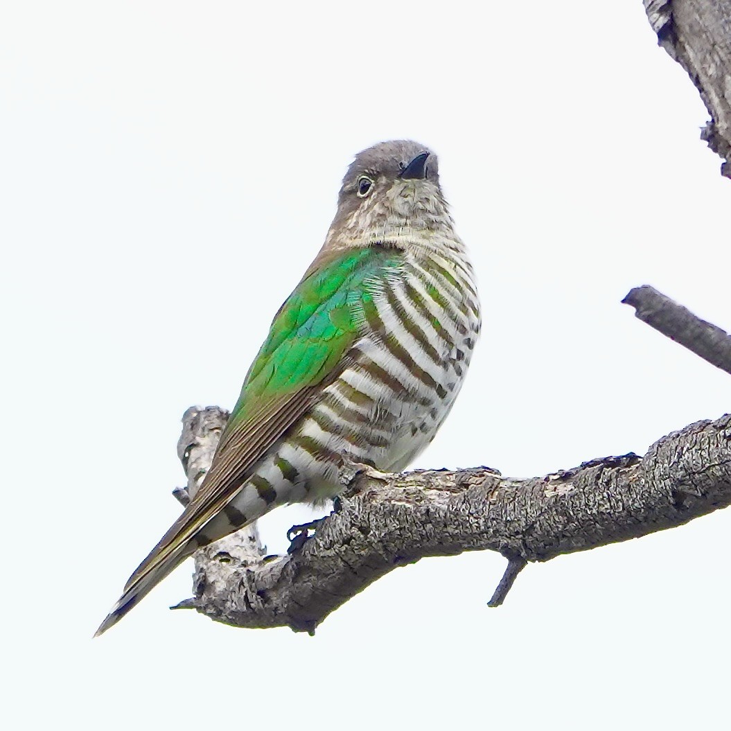 Shining Bronze-Cuckoo - ML641091107