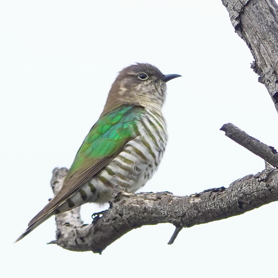 Shining Bronze-Cuckoo - ML641091108