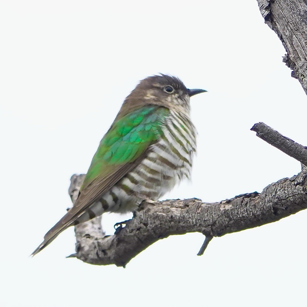 Shining Bronze-Cuckoo - ML641091109