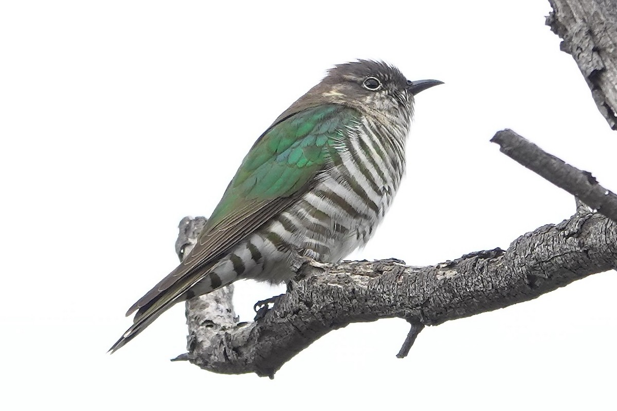 Shining Bronze-Cuckoo - ML641091110
