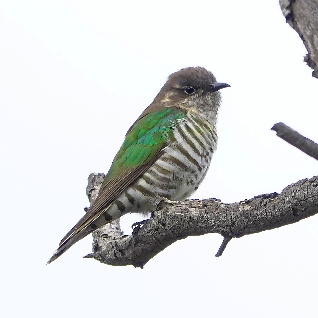 Shining Bronze-Cuckoo - ML641091111