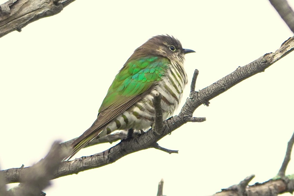 Shining Bronze-Cuckoo - ML641091112