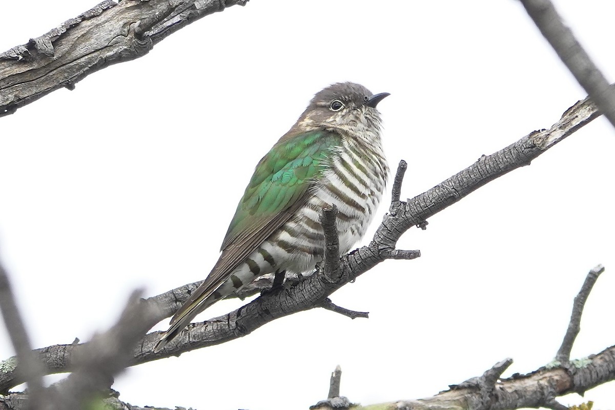 Shining Bronze-Cuckoo - ML641091113