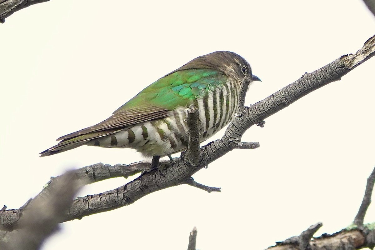 Shining Bronze-Cuckoo - ML641091114