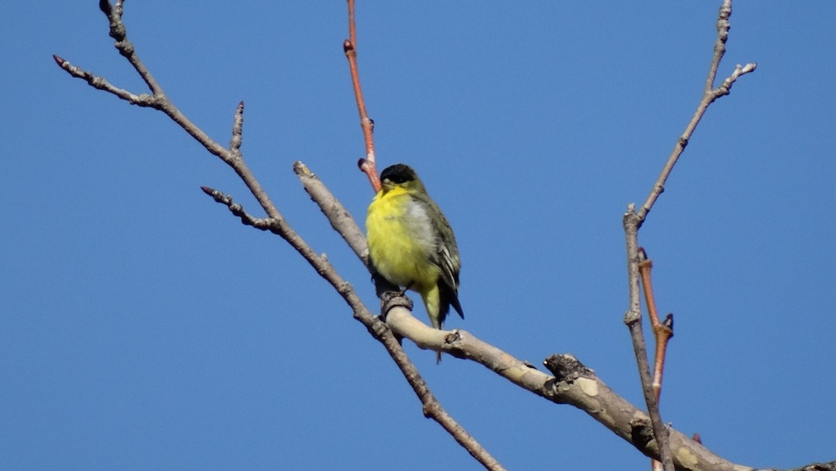 Чиж малий - ML641091131