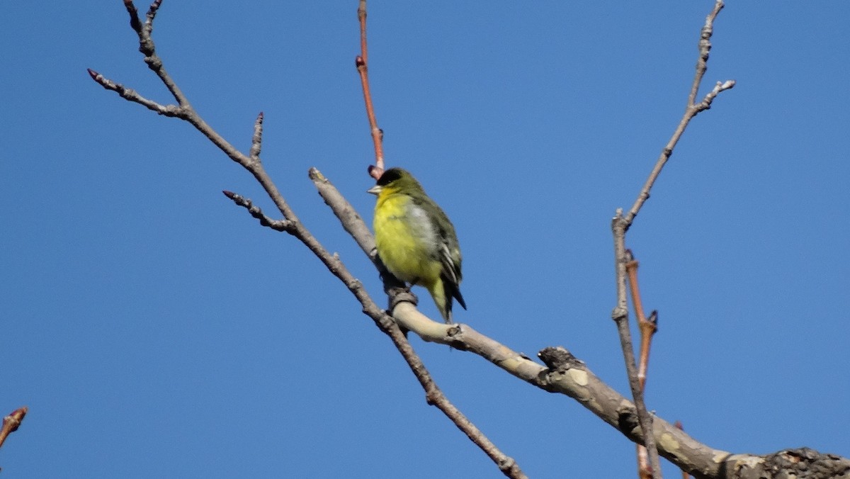 Чиж малий - ML641091132