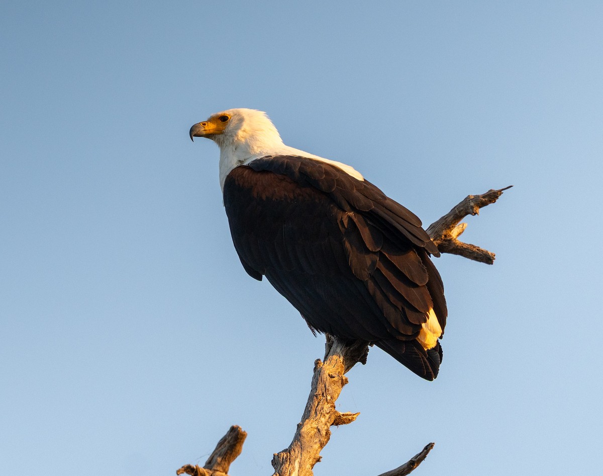 African Fish-Eagle - ML641091141