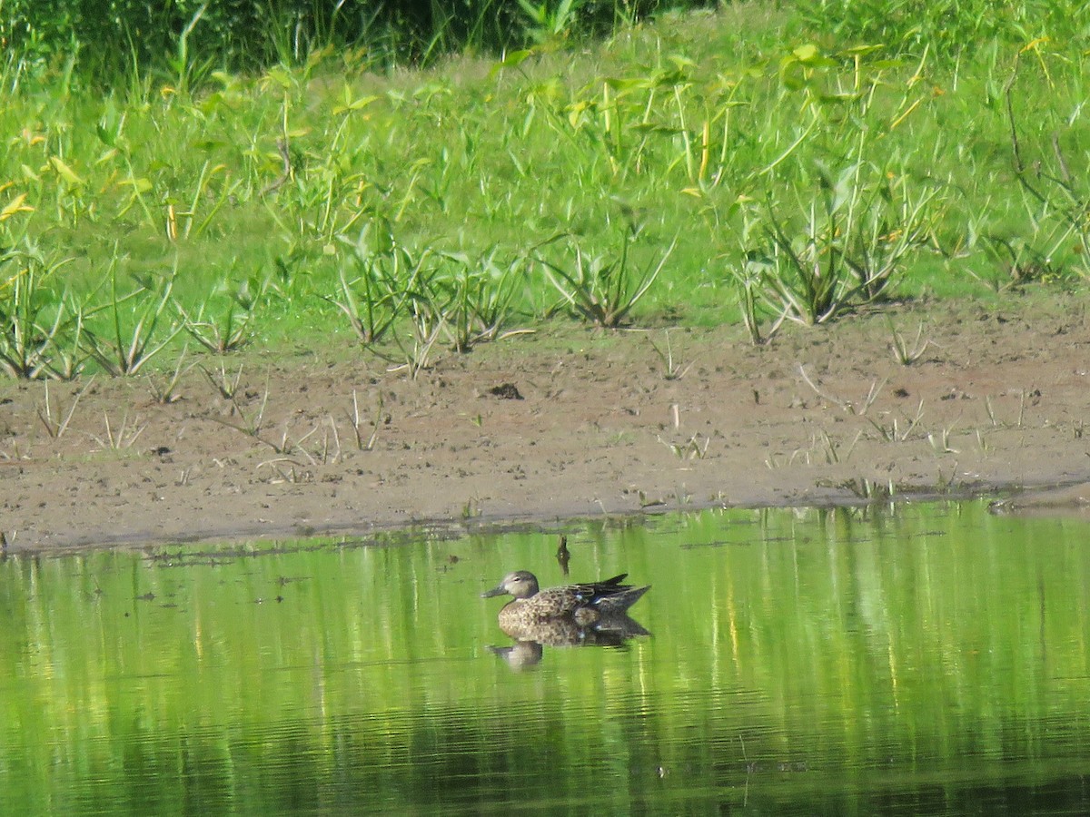 Blue-winged Teal - ML641091184